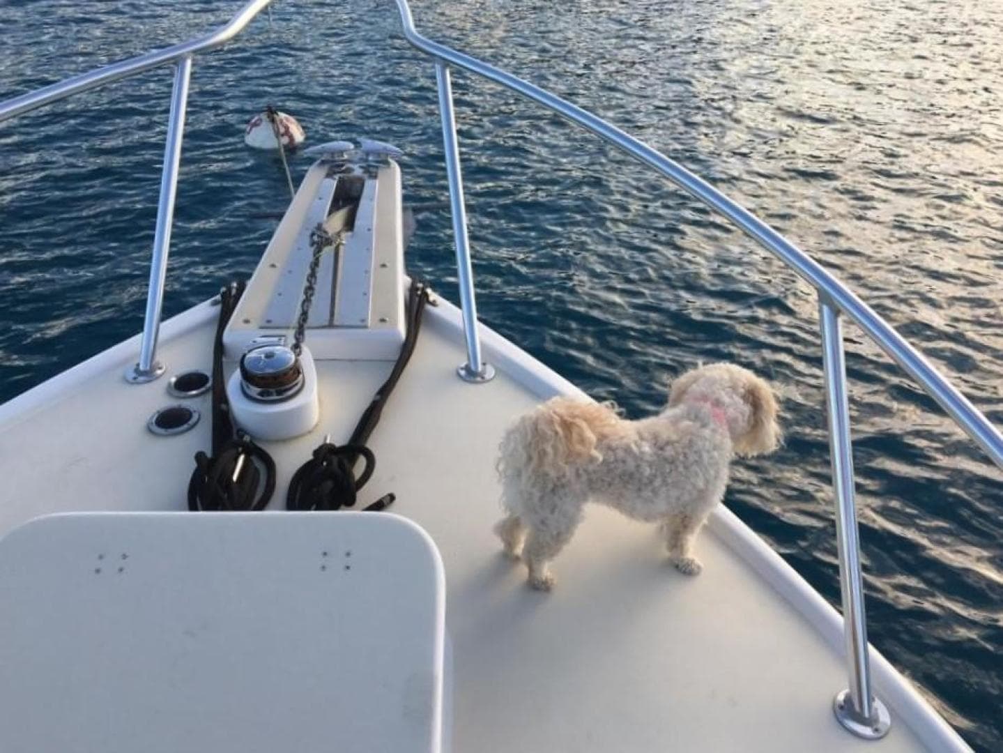 1964 Bertram 31 Sportfisher