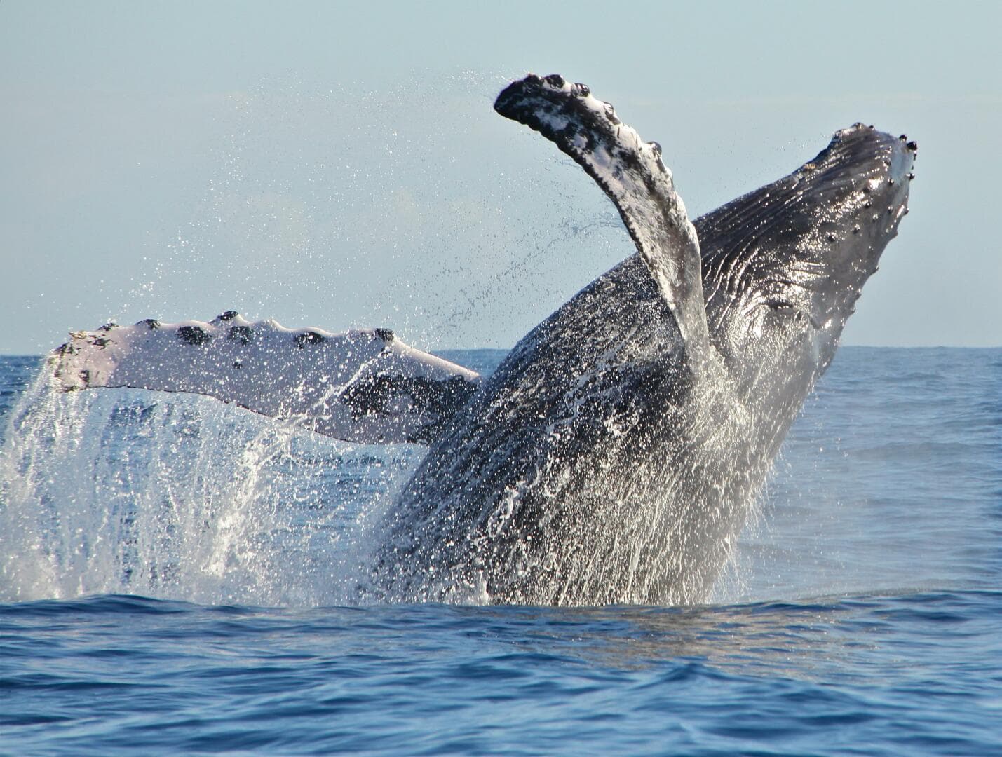 2001 Zodiac Milpro 920