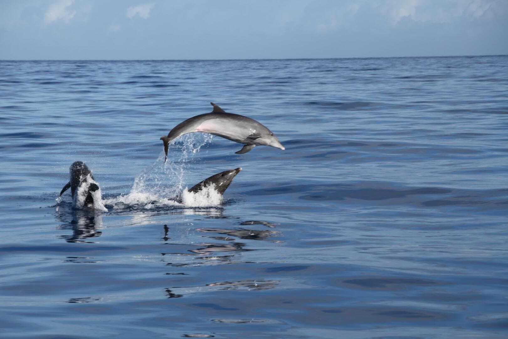 2001 Zodiac Milpro 920