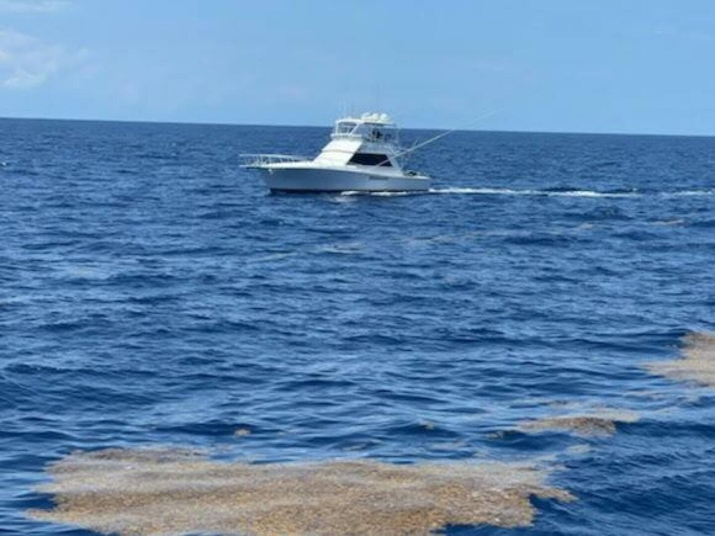 Viking 45 - Wild Life