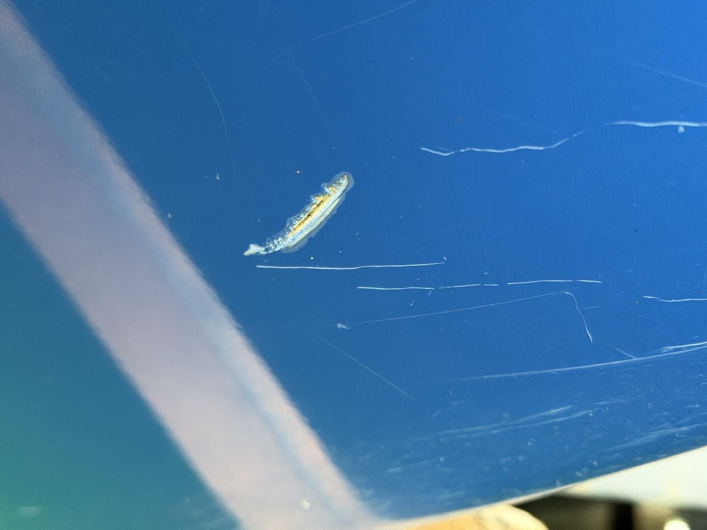 2006 Correct Craft Air Nautique SV-211 Team Edition